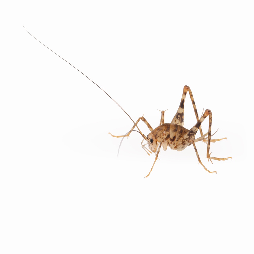 What is the difference between camel crickets cave crickets and